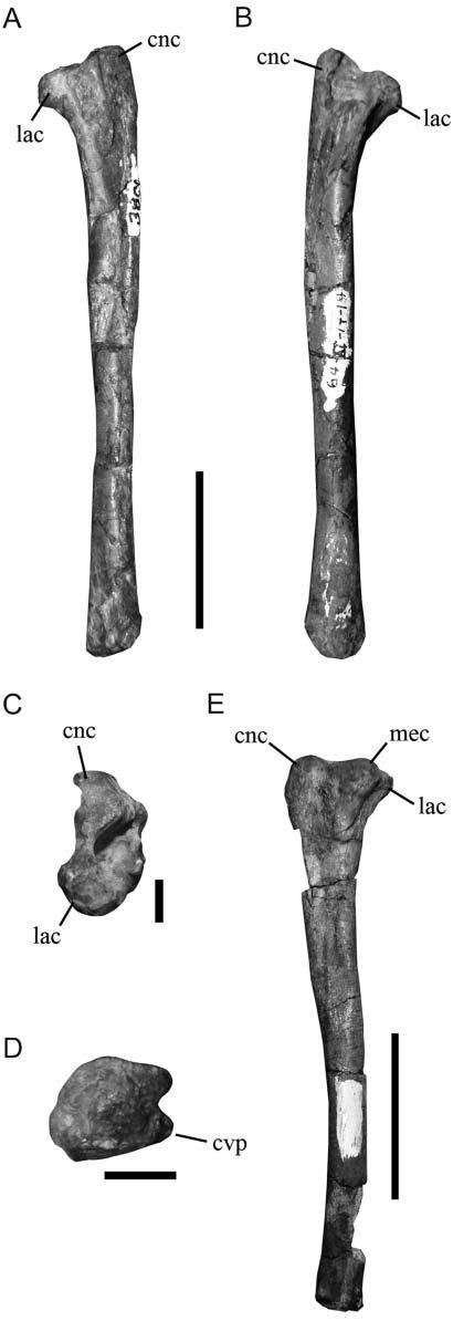 22 J. S. Bittencourt et al. especially basal dinosaurs (Santa Luca 1980; Sereno et al. 1993; Langer et al. 2007a; Nesbittet al. 2009b).