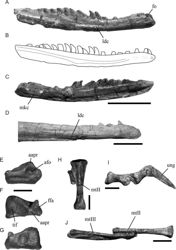 24 J. S. Bittencourt et al. Figure 12. Archosauriform remains found in Lewisuchus concretion.