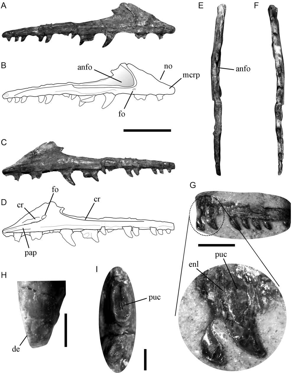 4 J. S. Bittencourt et al. Figure 1. Lewisuchus admixtus, PULR 01. Right maxilla in A, B, lateral, C, D, medial, E, dorsal and F, ventral views.