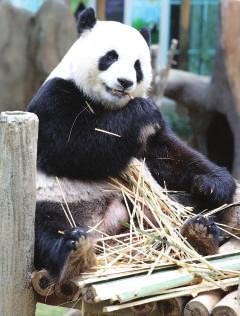 Malaysia s Giant Panda Family China and Malaysia signed a 10-year giant panda loan agreement in June 2012. The two pandas chosen to live in Malaysia are Fu Wa, male, and Feng Yi,female.