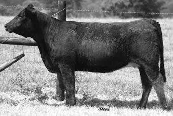 This heifer represents consistency in quality and production, out of the Lizzie donor who now resides at Fountain Run, Kentucky, in the Double S program. Super EPDs across the board. BW 86, Adj.