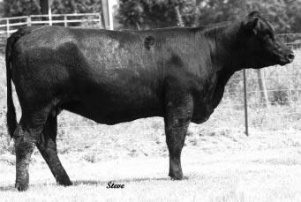 BRED HEIFERS 28 29 MLF MISS L760 POLLED PUREBRED COW CALVED: 9-25-2001 ASA: 2195739 TATTOO: L760 LE ESE36 PVF-BF MABELLE C131 3C FULL FIGURES C288 BLK RCE Z270 CE 5.4 BW 2.0 WW 35 YW 60 MCE 4.
