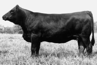 The dam of L760 (pictured below) sold in the 2001 Belles of the Bluegrass sale to Sloup and Anderson and continues to be a productive donor. Great genetics with excellent EPDs. BW 83, Adj. WW 781.