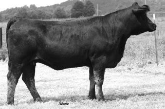 Due to the Lucky Break son used by Triple J, McGee and Double S, Maximus. Sells bred to MCH MAXIMUS LB K45. Due to calve in December.