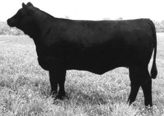U25 BLACK 33 33 CE 3.5 BW 0.9 WW 25 YW 44 MCE 0.0 MM 2 MWW 15 Here s a stylish, fancy 600U daughter that has tremendous potential. Bred to the Lucky Break son at Monarch Farms, MCH Maximus.
