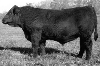 Bred to one of the high sellers in the Bulls of the Bluegrass Sale, WHF Limited Edition. BW 81, Adj. WW 810. Sells bred to WHF LIMITED EDITION 124L. Due to calve in January. BRED HEIFERS 36 CE 8.