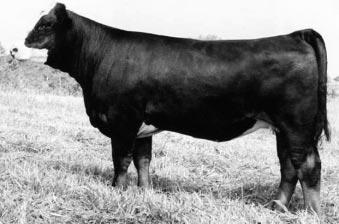 Bred A.I. on 5-31-2003 to DS SIX SHOOTER 3H. Pasture exposed from 6-07-2003 to 10-01-2003 to SWAIN MAVERICK 013M (homozygous polled).