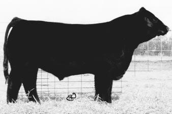 functional young lady from the Passion cow family that has been an excellent producer for Wayward Hill, Hook Farms and JDJ Ranch. Balanced EPDs. Bred A.I. on 5-19-2003 to SS GOLDMINE L42.