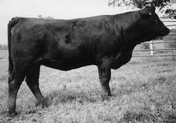 Keno reminds us of the heifer that the Gonsior s purchased from us in 2001 that went on to produce the top selling heifer at $4,000 in their sale as a first-calf heifer.