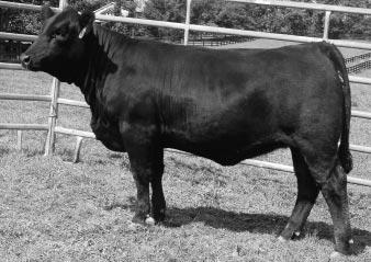 All Beef worked tremendously well on the Valentina cow (pictured). M067 is big hipped and very big boned. WHF CANDY KISS 350M POLLED PUREBRED COW CALVED: 9-02-2002 ASA: REG.