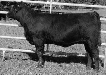 Breed-leading EPDs. Full sister sells as Lot 54. BW 78. 61 WHF MICHELLE 140M POLLED PUREBRED COW CALVED: 9-16-2002 ASA: REG.