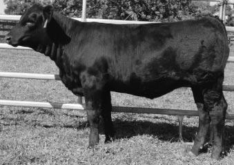 program, siring progeny that come easy and are attractive and well balanced. Look up Bobbi Ann. BW 78, Adj. WW 575. 69 WHF NATALIE 037N POLLED PUREBRED COW CALVED: 2-25-2003 ASA: REG.
