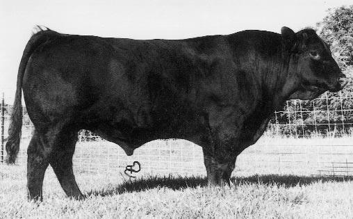 Sells bred to WHF LIMITED EDITION 124L. Due to calve 1-04-2004.