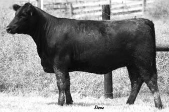 74 COMMERCIAL L773 1/2 SM, 1/2 AN COW CALVED: 12-09-2001 ASA: NOT AVAILABLE TATTOO: L773 BLACK IRISH KANSAS WLE CSA BLACK GALVANIZER NICHOLS MISS 77U 75 Galvanizer daughters, whether halfbloods or