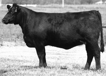 She can make the cow business easier. BW 79, Adj. WW 778. Sells bred to WHF LIMITED EDITION 124L. Due to calve in January. 77 411 COW POLLED PUREBRED COW CALVED: 9-09-2002 CE BW 1.
