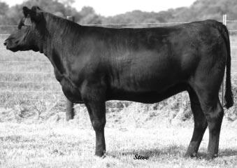 female! If you re in the beef business, you ll like this one. 411 exhibits a lot of bone, power, hip and style.