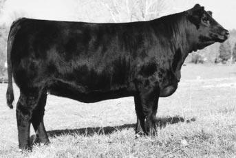 RIGHT TO FLUSH YOUR CHOICE OF DONORS 1A 1B 4S-GFI PAIGE G42 POLLED PUREBRED COW CALVED: 4-06-1997 ASA: 1961245 TATTOO: G42 LE MV RED LIGHT 406 GFI HF DELILAH D131 GW-CPL RED ALERT LEACHMAN RED BALDY