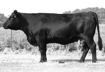 Applause has worked exceptionally well with several bulls, and we are offering you great genetics by three different sires. An Applause daughter sells as Lot 6.