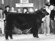 5 MM 13 MWW 31 The Applause cow family has been predominant in the past Belles sales, with daughters going to Wayward Hill, Gordon Hodges, Bells Farms and others.