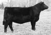on 6-19-2003 to BF K065 TALLADEGA. Sells with four No. 1 embryos by LCHMN BLACK ASPHALT 7076.