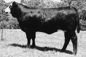 BRED COWS & COW/CALF PAIRS Lots 11 18 11 12 SSS POLLY FLECK 012F POLLED PUREBRED COW CALVED: 6-08-1996 ASA: 1917578 TATTOO: 012F LE DS POLLFLECK 809 HPF LUCKY CHARM ABR SIR ARNOLD G809 DS MS URSPRING