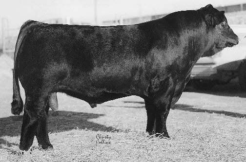 It is not easy to find a black Pollfleck daughter of this quality. She descends from an Angus-based 3/4-blood female that came from Hudson Pines.