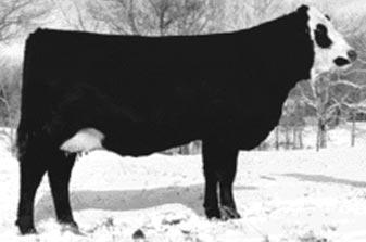 This attractive female has a classic pedigree that is very predictable and very much an outcross to most black genetics.