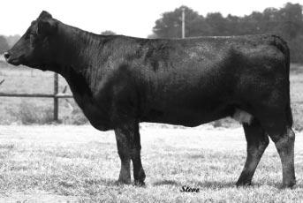 on 1-04-2003 to SAC MR MT 73G. Should calve before sale day.