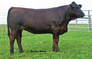 Ebony Antoinette Family cont... 9 Welsh s Jaded Power 63T 26 PUREBRED COW H BD: 1-18-07 H ASA# 2422371 BW: 80 H ADJ. WW: 551 H Tattoo: 63T HC Power Drive 88H NJC TJF Jaded Edge J108 Consigned by.