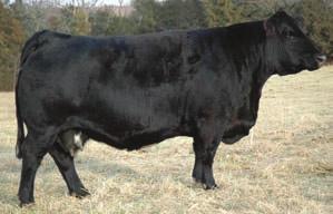 A female that expresses a lot of length of body plus thick in her rear quarter. This Power Drive daughter will calved early to Dream On. H Bred AI on 4-20-2008 to BW 0.