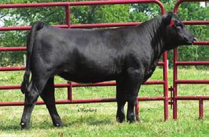 .. Misty Meadows Farm Marb 0.07 REA 0.07 H Selling 5 embryo s guaranteeing 2 pregnancies. API 105 The mating of Sheza Unforgettable to Dew It Right should be the best one yet.