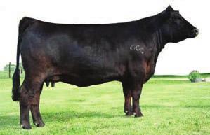 Miss Wisconsin Embryo s 3 or 5 Embryo s by a Choice of 3 bull Triple C 32 Invasion, SVF Star Power, SAS Sweet Meat.