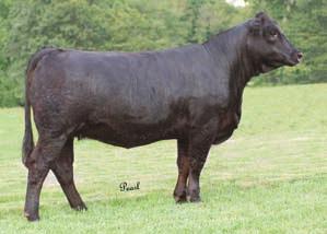H Bred AI on 6-26-2008 to Triple C Bettis. H PE from 7-08-2008 9-15-2008 to Swain Production 716T.