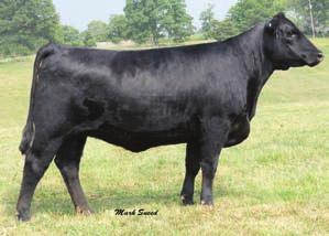 13 HPF Ms High Dice T085 is very long bodied female with API 103 a nice profile. She is due to calve to Westfall Voyager 721P. Her first calf should be very nice in terms of type and kind.