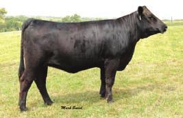 The Dakotas have made really nice cows and 14T should 47 follow that pattern. Backed by Gambler and Big Sky makes her even more appealing. H PE from 5-14-2008 6-23-2008 to HHF Cross Check.