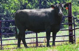 MME Penelope T15 PUREBRED COW H BD: 2-23-07 H ASA# 2389667 BW: 84 H ADJ. WW: 636 H Tattoo: T15 SVF NJC Built Right N48 MMF MEG L102 Consigned by.