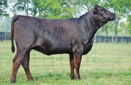Progeny out of this family have sold in past sales. H Bred AI on 4-29-2008 to Welshs Dew It Right 067T. 51 CE 8 BW -0.9 WW 27 YW 49 M MM 15 MWW 29 Marb 0.14 REA -0.