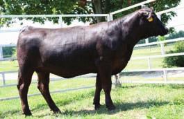 18 IC RR JJ Movin On Up Welsh s Ms Jeopardy 66T IC Red Gold T4 WHF Titiana 114T PUREBRED COW H BD: 1-30-07 H ASA# 2397340 BW: 79 H ADJ.