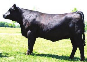 19 Swain Fantasy 704T PUREBRED COW H BD: 1-31-07 H ASA# 2376512 BW: 87 H Tattoo: 704T Woodlawn Betty Ann Consigned by.
