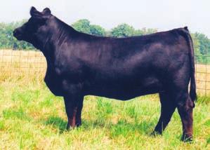 She was calf champion at the 2007 KY State fair and second in a very tough class at the National Show at the North American last fall.