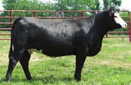 .. Rocking P Livestock, LLC Hart Hollywood Queene 700 STF Perfect Storm 160L GW Miss Jet Black 749H Rocking P Ms Power is a purebred female with a lot of quality.