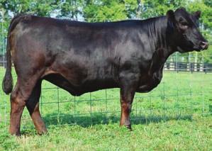 20 REA T024 is an exciting fall show prospect that will make an 0.18 even better donor in anyone s herd. She is very long API 120 bodied, long necked female with a lot of thickness.