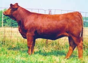 She sells bred to the homozygous polled and homozygous black Bettis to produce a calf that should be very marketable.