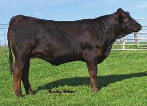 BGS Cleopatra PUREBRED COW H BD: 9-08-07 H ASA# Pending BW: 70 H Tattoo: 70T Ankonian Red Caesar Swain Allison 324N BOZ Red Coat Consigned by.