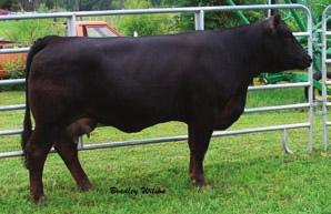 .. Swain Select Simmental Maggie 031K has done a great job for us with 3 of her heifers selling in the Belles sale, all for more than $2000 each.