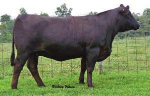 0 WW 32 YW 61 MCE MM 9 MWW 25 Marb 0.16 REA -0.16 API 90 Lucky Lady is homozygous polled and a packed full of style!