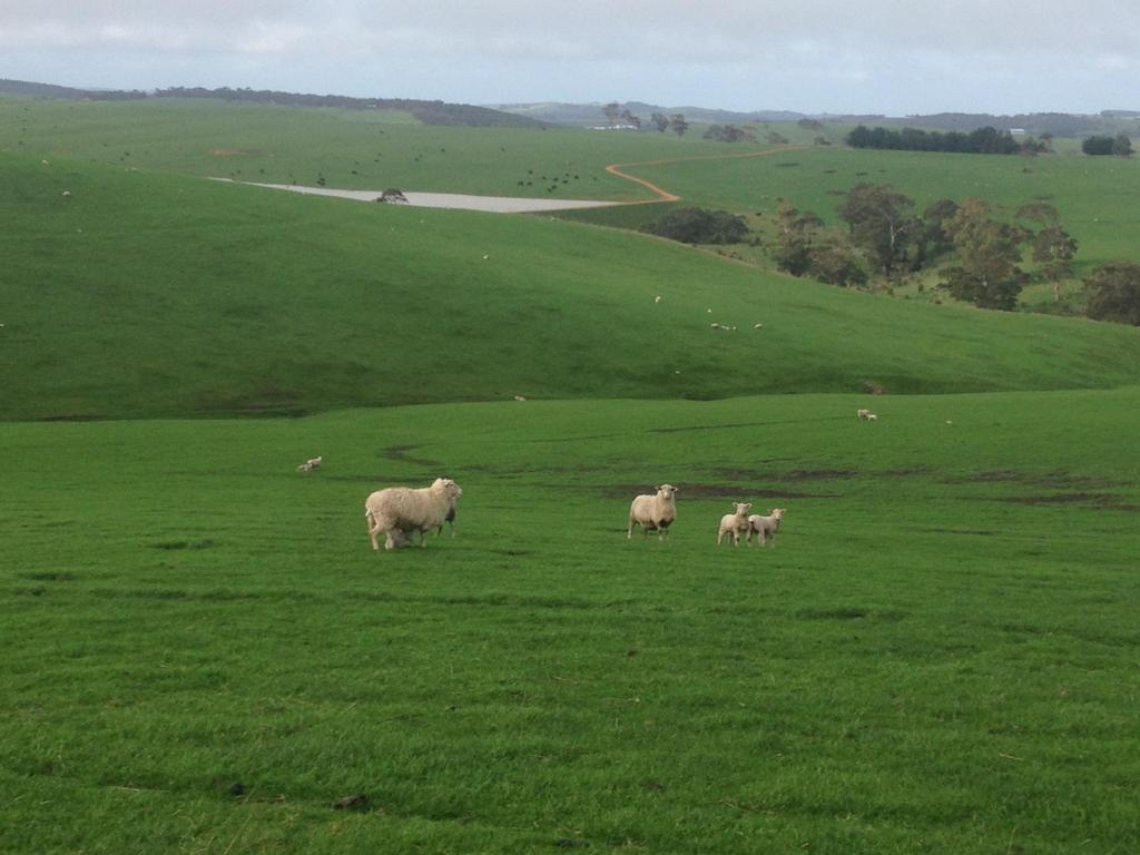 Influences on Lamb Survival Feed on Offer Ewe condition score Lamb birth weight Shelter / Suitable Lambing Environment Weather conditions Mob Size & stocking rate Predators -