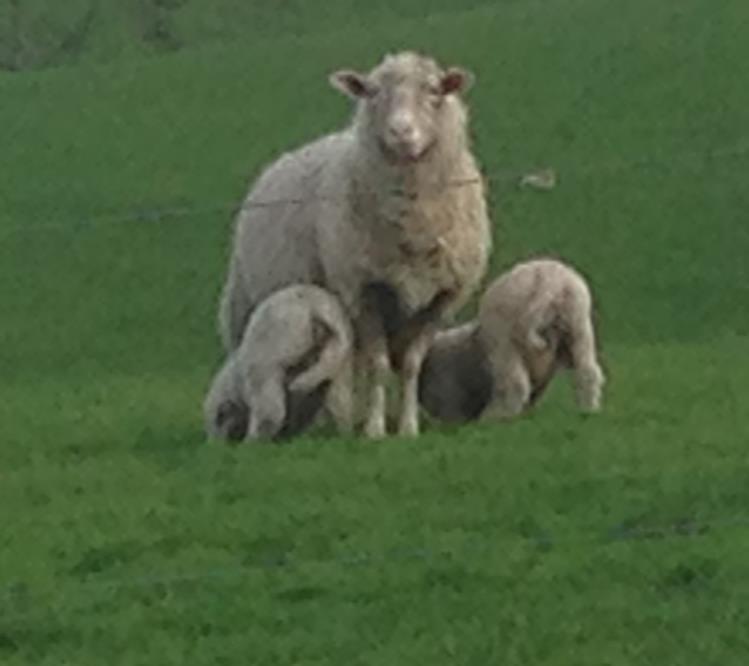 National lambing density project Investigating the effects of mob size and stocking rate on twin lamb survival Merinos or Maternals Demonstration sites 70 sites to be