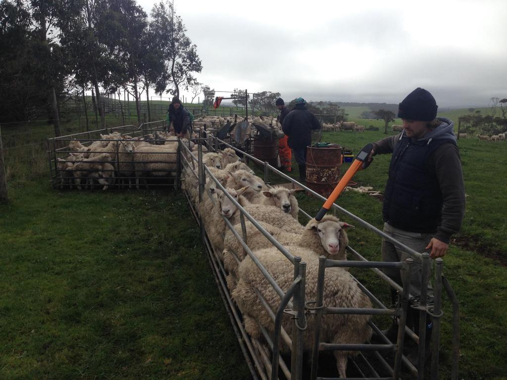 Data collection Lamb marking Condition score and wet-dry