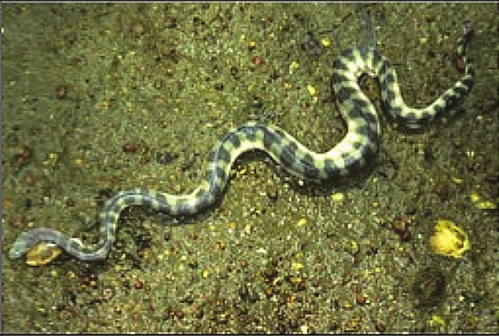 Beaked sea snake (Enhydrina schistosa): the snake (courtesy of Mark O Shea).
